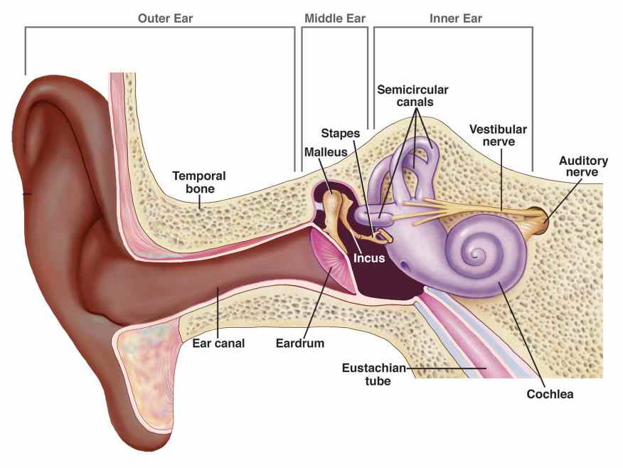 How the ear works